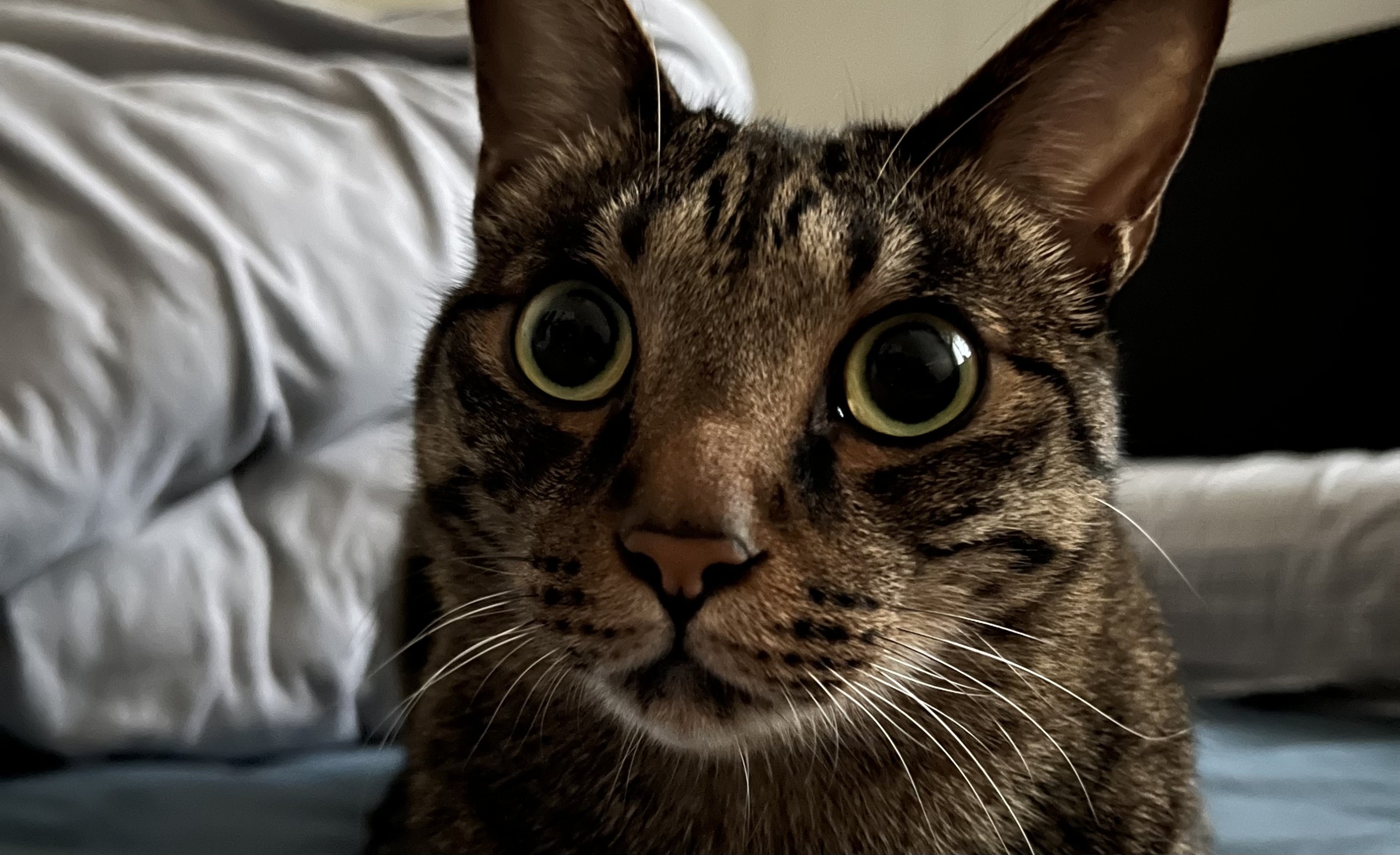 寶爺下下個月就要滿6歲啦！